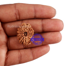Load image into Gallery viewer, 16 Mukhi Rudraksha from Nepal - Bead No. 77
