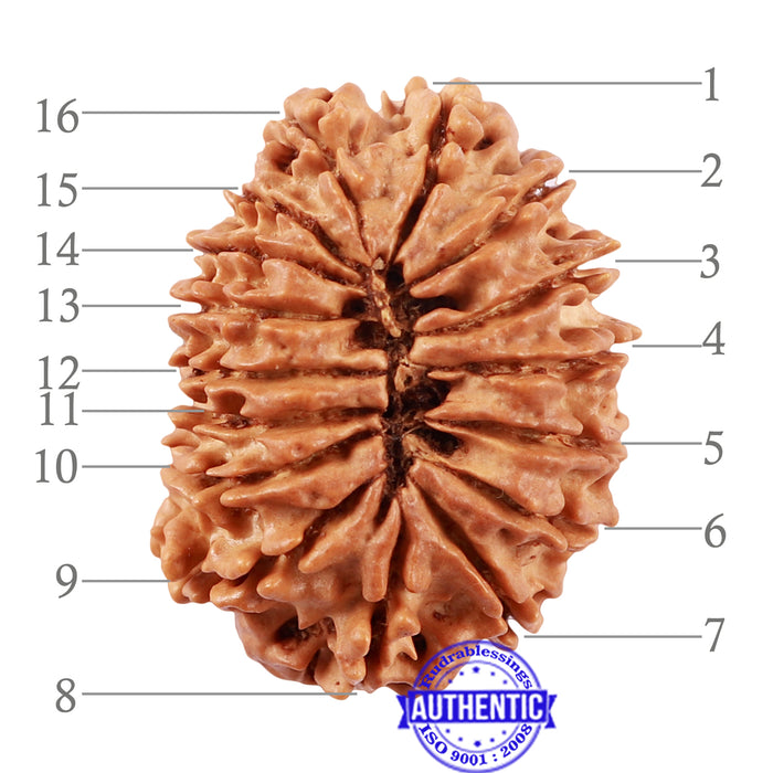 16 Mukhi Rudraksha from Nepal - Bead No. 77