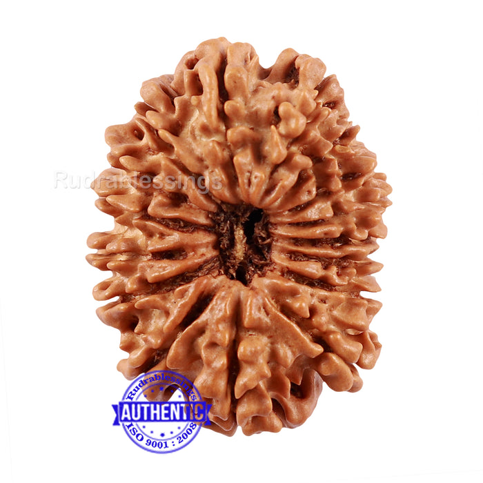 16 Mukhi Rudraksha from Nepal - Bead No. 77