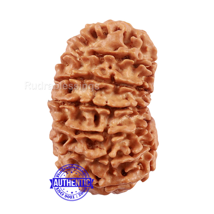 16 Mukhi Rudraksha from Nepal - Bead No. 77