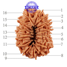 Load image into Gallery viewer, 16 Mukhi Rudraksha from Nepal - Bead No. 78
