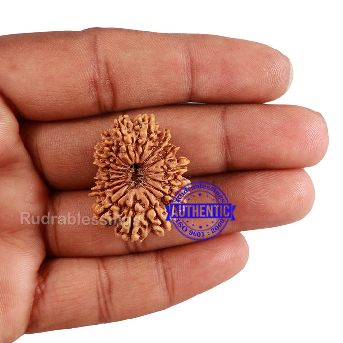 16 Mukhi Rudraksha from Nepal - Bead No. 80