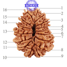 Load image into Gallery viewer, 16 Mukhi Rudraksha from Nepal - Bead No. 80
