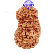 Load image into Gallery viewer, 16 Mukhi Rudraksha from Nepal - Bead No. 80

