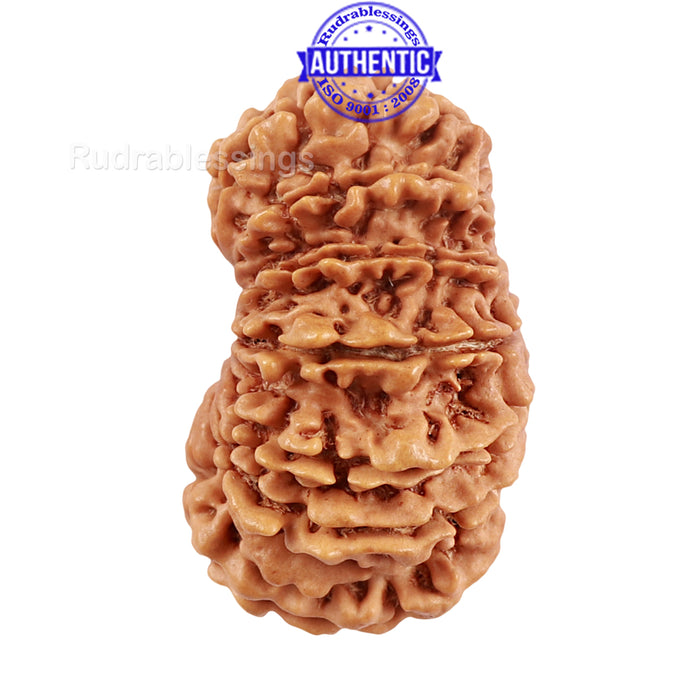 16 Mukhi Rudraksha from Nepal - Bead No. 80