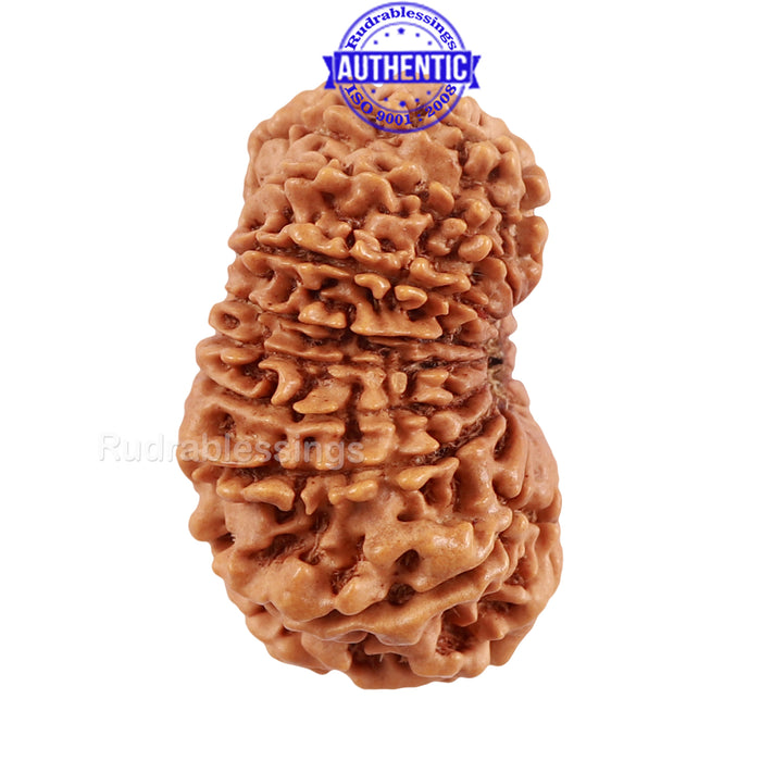 16 Mukhi Rudraksha from Nepal - Bead No. 80