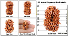 Load image into Gallery viewer, 16 Mukhi Rudraksha from Nepal - Bead No.36
