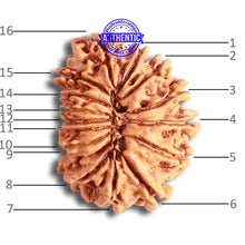 Load image into Gallery viewer, 16 Mukhi Rudraksha from Nepal - Bead No. 95

