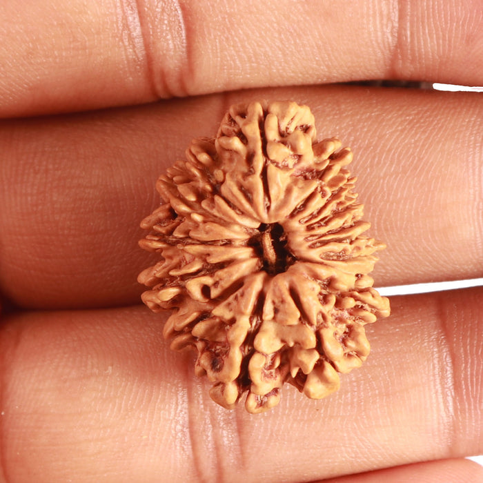 16 Mukhi Rudraksha from Nepal - Bead No. 95