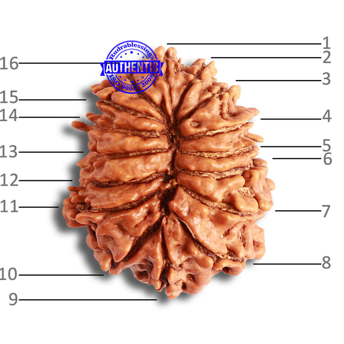 16 Mukhi Rudraksha from Nepal - Bead No. 96
