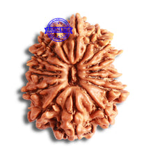 Load image into Gallery viewer, 16 Mukhi Rudraksha from Nepal - Bead No. 96
