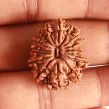 Load image into Gallery viewer, 16 Mukhi Rudraksha from Nepal - Bead No. 96
