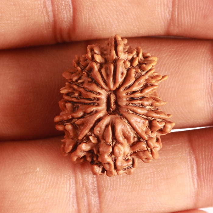 16 Mukhi Rudraksha from Nepal - Bead No. 96