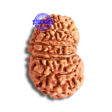 Load image into Gallery viewer, 16 Mukhi Rudraksha from Nepal - Bead No. 96
