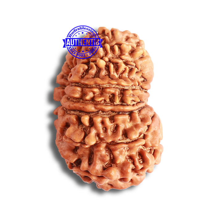 16 Mukhi Rudraksha from Nepal - Bead No. 96