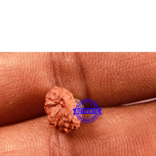 Load image into Gallery viewer, 16 Mukhi Rudraksha from Indonesia - Bead No 214
