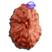 Load image into Gallery viewer, 16 Mukhi Rudraksha from Indonesia - Bead No 214
