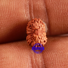Load image into Gallery viewer, 16 Mukhi Rudraksha from Indonesia - Bead No 215
