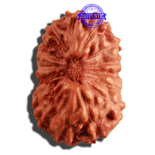 Load image into Gallery viewer, 16 Mukhi Rudraksha from Indonesia - Bead No 215
