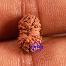 Load image into Gallery viewer, 16 Mukhi Rudraksha from Indonesia - Bead No. 217
