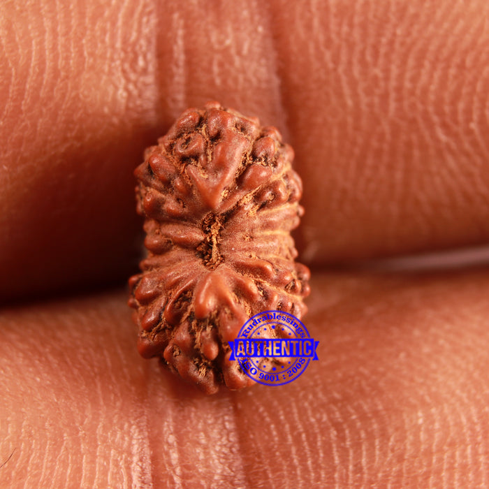 16 Mukhi Rudraksha from Indonesia - Bead No. 217