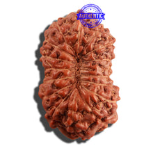 Load image into Gallery viewer, 16 Mukhi Rudraksha from Indonesia - Bead No. 217
