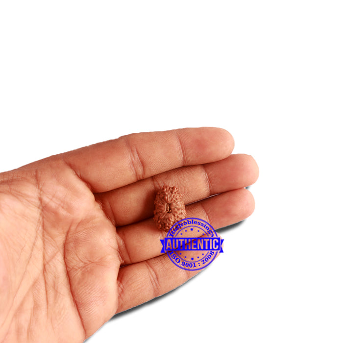 16 Mukhi Rudraksha from Indonesia - Bead No. 218