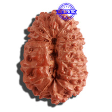 Load image into Gallery viewer, 16 Mukhi Rudraksha from Indonesia - Bead No. 218
