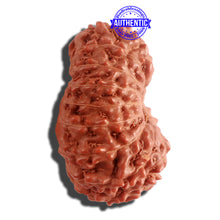 Load image into Gallery viewer, 16 Mukhi Rudraksha from Indonesia - Bead No. 218
