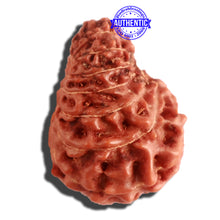 Load image into Gallery viewer, 16 Mukhi Rudraksha from Indonesia - Bead No. 219
