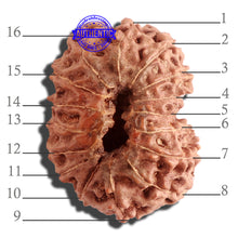Load image into Gallery viewer, 16 Mukhi Rudraksha from Indonesia - Bead No. 220
