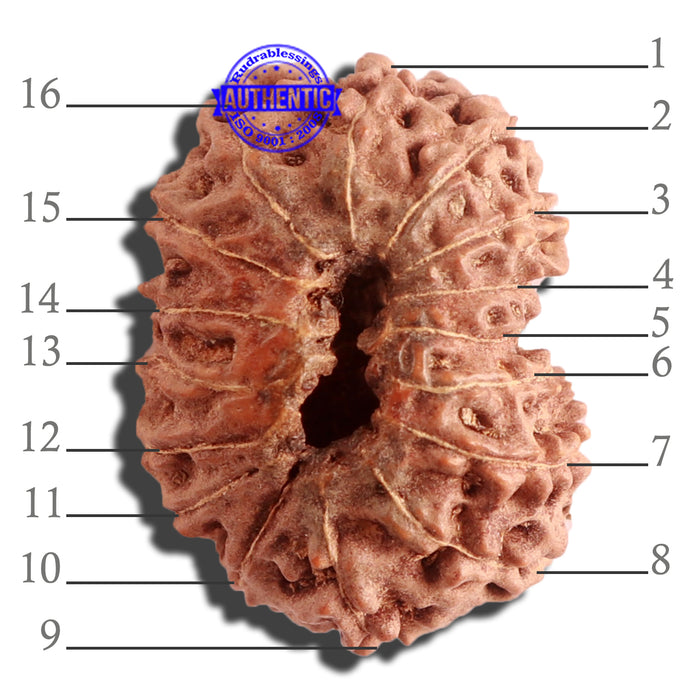 16 Mukhi Rudraksha from Indonesia - Bead No. 220