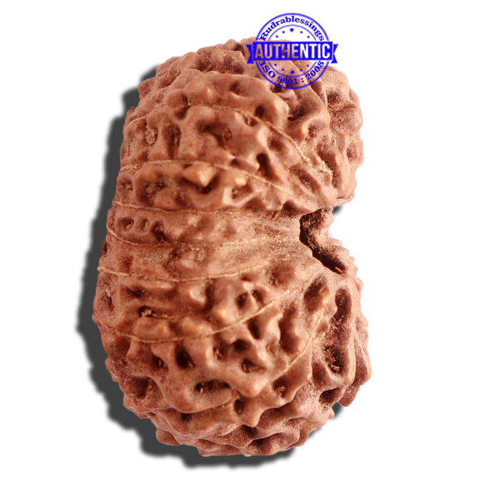 16 Mukhi Rudraksha from Indonesia - Bead No. 220