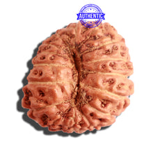 Load image into Gallery viewer, 16 Mukhi Rudraksha from Indonesia - Bead No. 221

