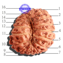 Load image into Gallery viewer, 16 Mukhi Rudraksha from Indonesia - Bead No. 221
