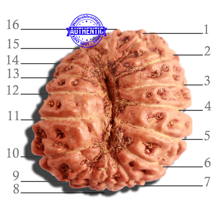 16 Mukhi Rudraksha from Indonesia - Bead No. 221