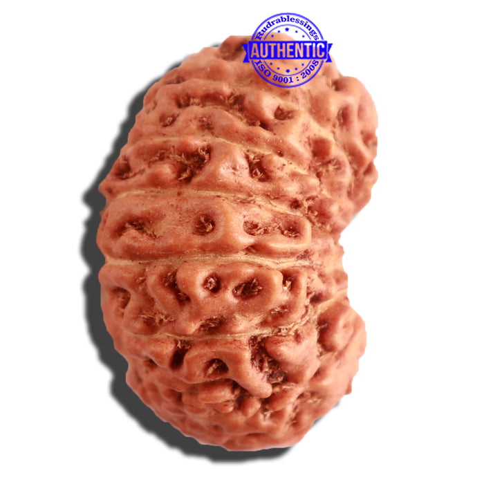 16 Mukhi Rudraksha from Indonesia - Bead No. 221