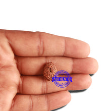 Load image into Gallery viewer, 16 Mukhi Rudraksha from Indonesia - Bead No. 222
