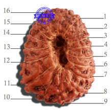 Load image into Gallery viewer, 16 Mukhi Rudraksha from Indonesia - Bead No. 222
