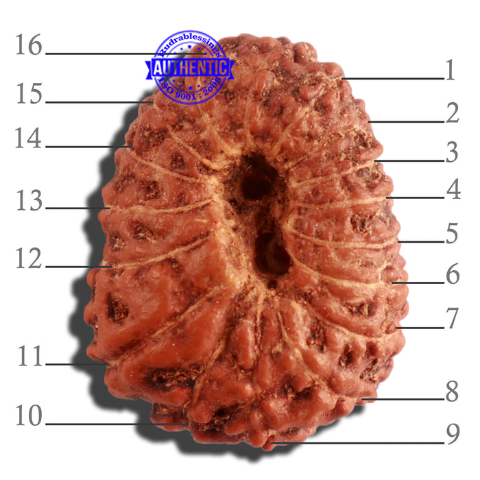16 Mukhi Rudraksha from Indonesia - Bead No. 222