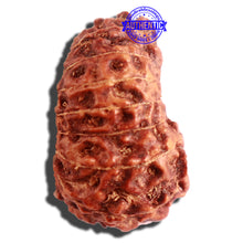 Load image into Gallery viewer, 16 Mukhi Rudraksha from Indonesia - Bead No. 223
