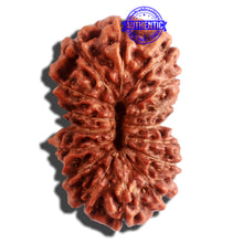 Load image into Gallery viewer, 16 Mukhi Rudraksha from Indonesia - Bead No. 224
