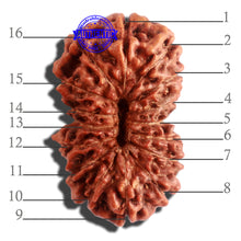 Load image into Gallery viewer, 16 Mukhi Rudraksha from Indonesia - Bead No. 224
