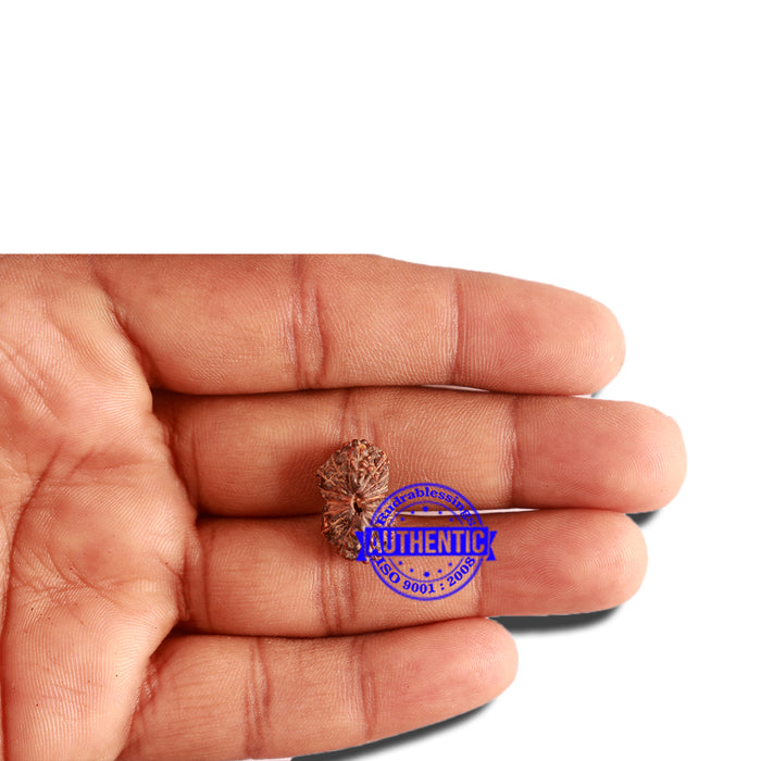 16 Mukhi Rudraksha from Indonesia - Bead No. 225