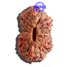 Load image into Gallery viewer, 16 Mukhi Rudraksha from Indonesia - Bead No. 225
