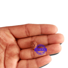 Load image into Gallery viewer, 16 Mukhi Rudraksha from Indonesia - Bead No 227
