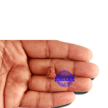 Load image into Gallery viewer, 16 Mukhi Rudraksha from Indonesia - Bead No 228
