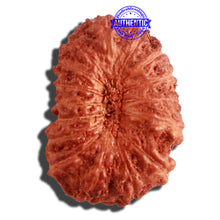 Load image into Gallery viewer, 16 Mukhi Rudraksha from Indonesia - Bead No 228
