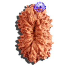 Load image into Gallery viewer, 16 Mukhi Rudraksha from Indonesia - Bead No 229
