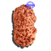 Load image into Gallery viewer, 16 Mukhi Rudraksha from Indonesia - Bead No 229
